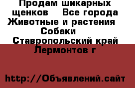 Продам шикарных щенков  - Все города Животные и растения » Собаки   . Ставропольский край,Лермонтов г.